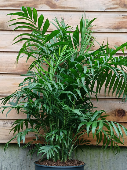 Chamaedorea elegans / P24-Easy Garden Centre