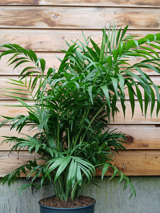 Chamaedorea elegans / P24-Easy Garden Centre