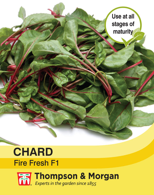 Chard Fire Fresh