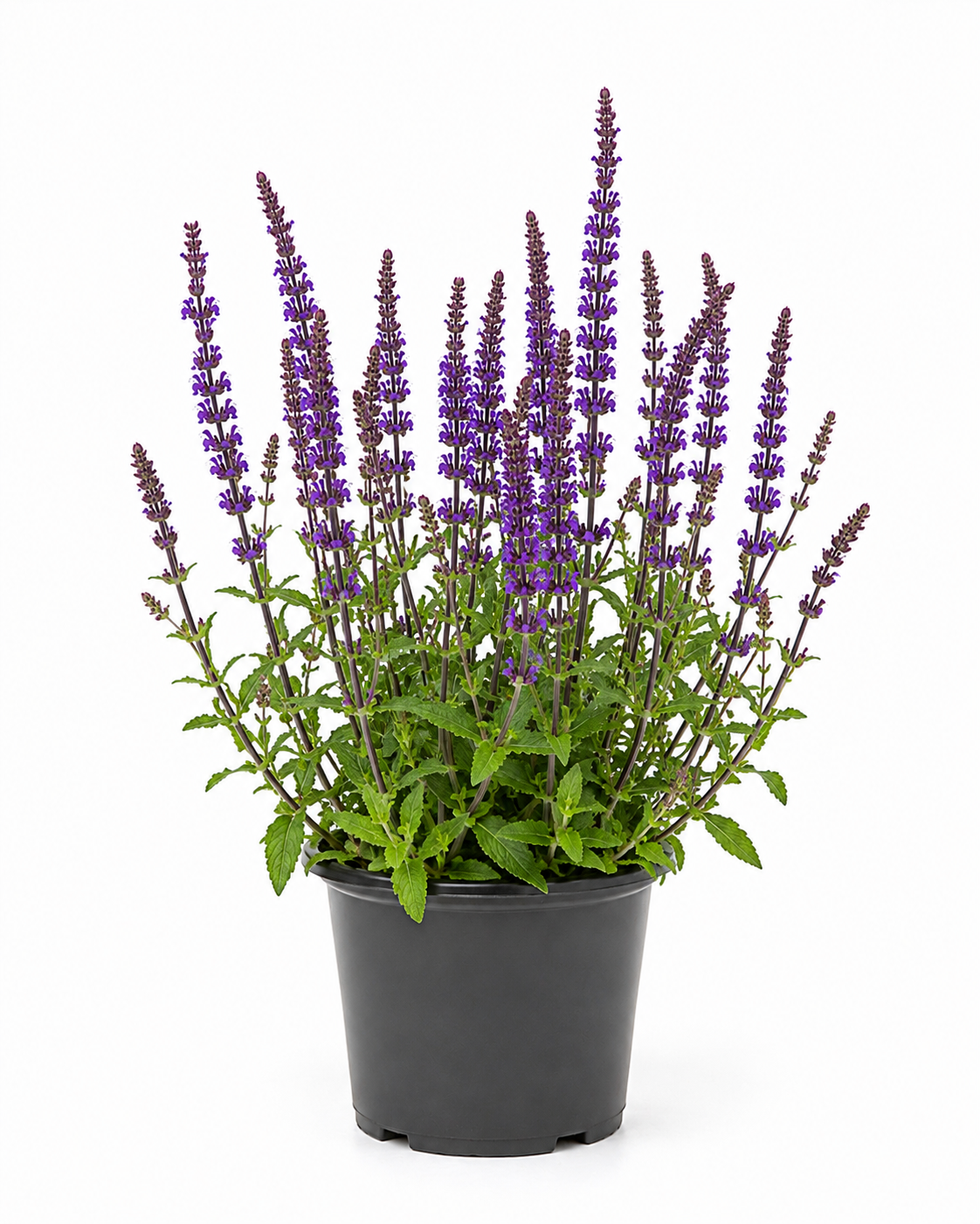 Salvia nemorosa 'Caradonna' / 2L