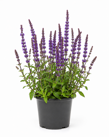 Salvia nemorosa 'Caradonna' / 2L