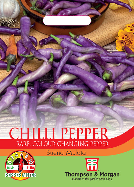 Chilli Capsicum annuum Buena Mulata