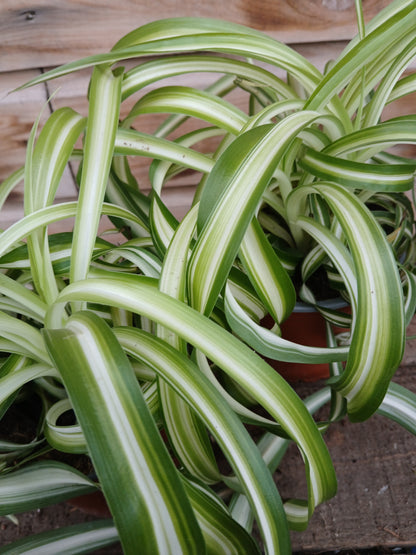 Chlorophytum com. 'Bonnie' / P12-Easy Garden Centre