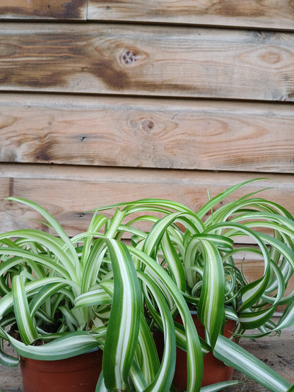 Chlorophytum com. 'Bonnie' / P12-Easy Garden Centre