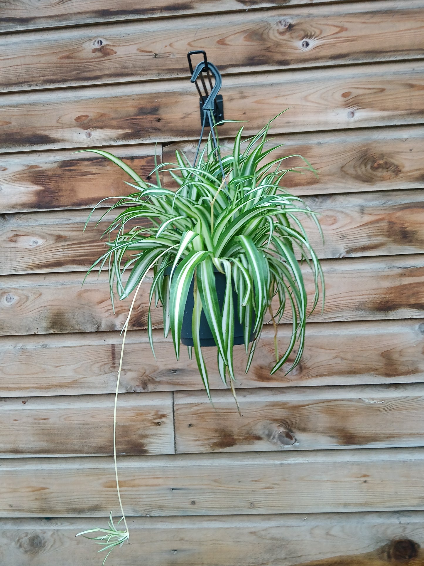 Chlorophytum com. 'Variegatum' / P18, hanging pot-Easy Garden Centre