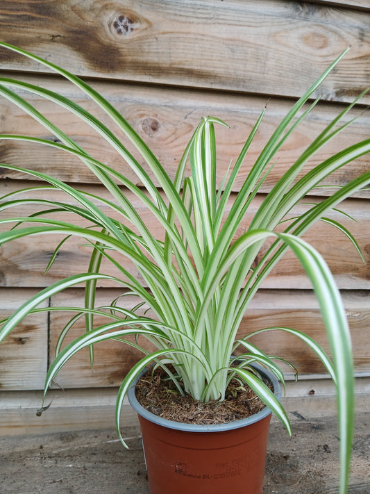Chlorophytum mix / P12-Easy Garden Centre