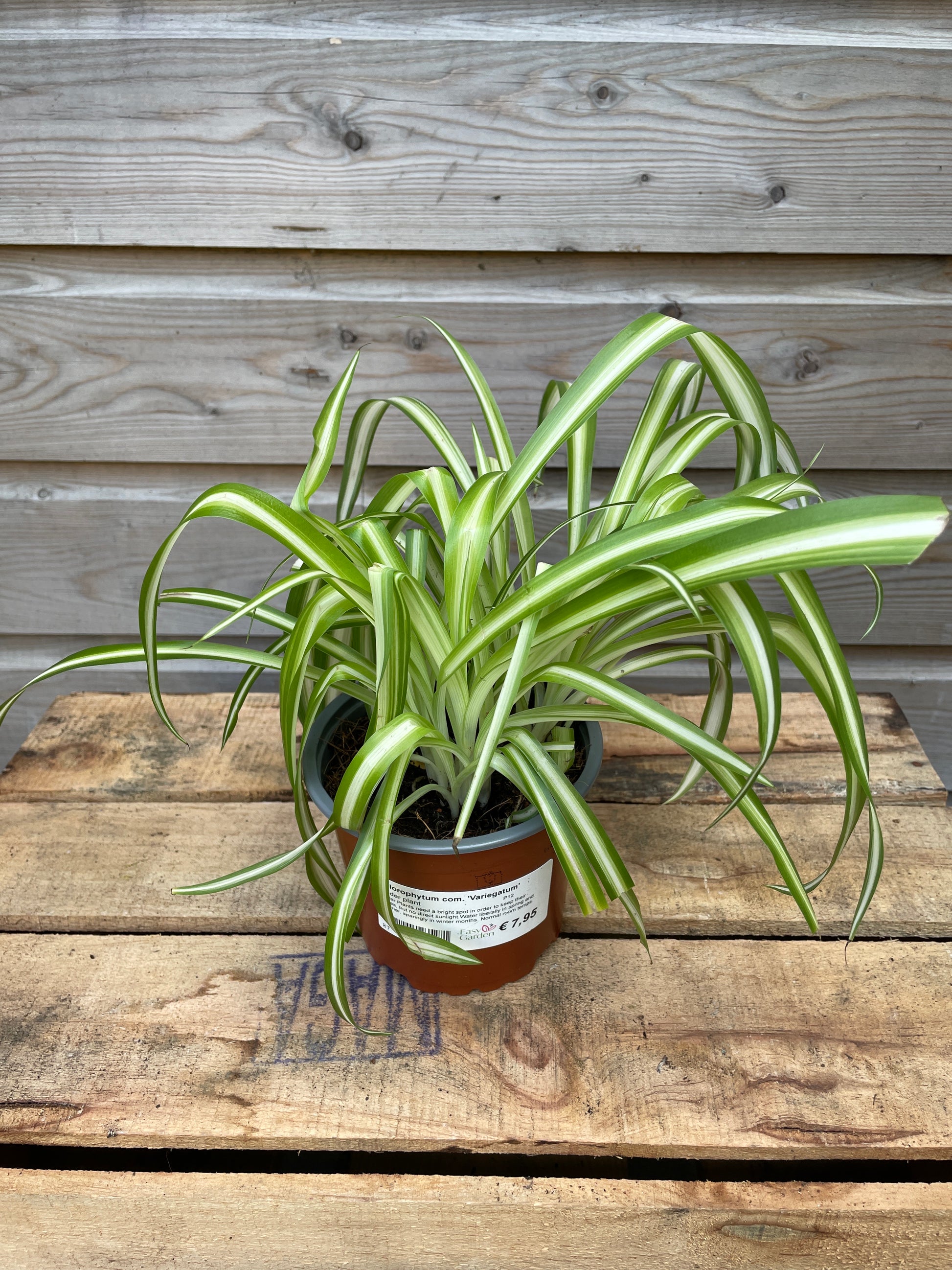 Potted spider plant on a wooden surface