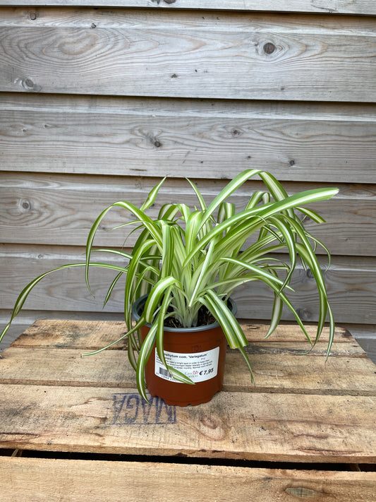 Potted spider plant on a wooden surface