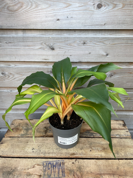 Potted plant on a wooden pallet with a wooden wall background