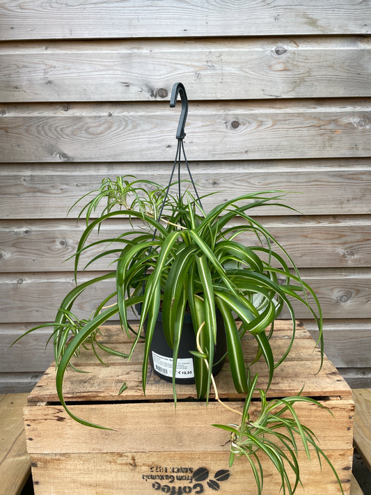 Chlorophytum com. 'Bonnie' / P18, hanging pot-Easy Garden Centre