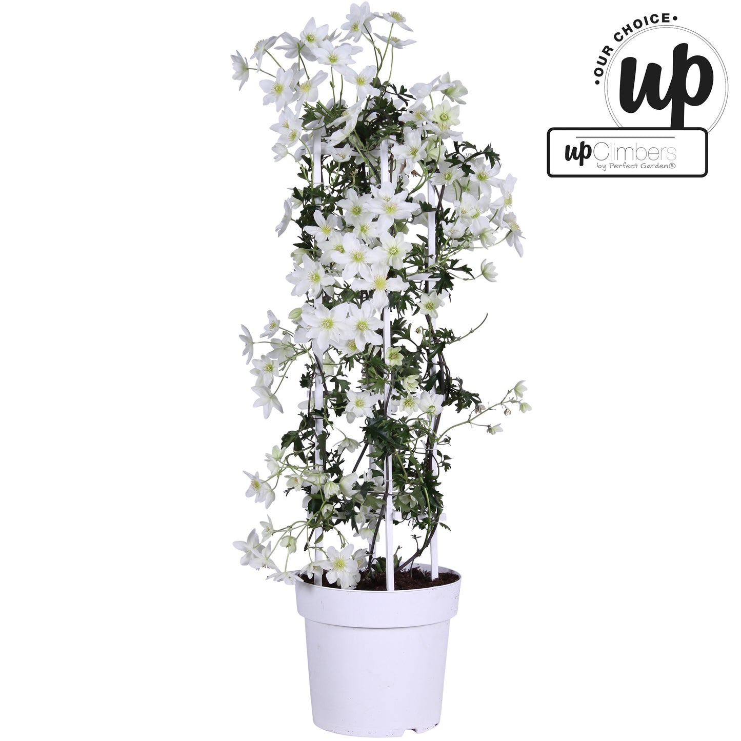 Clematis Avalanche / P23 (5ltr)-Easy Garden Centre