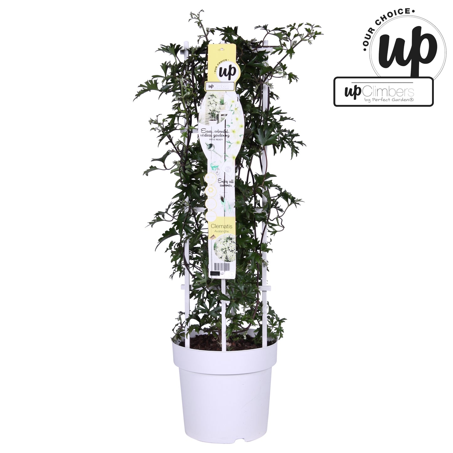 Clematis Avalanche / P23 (5ltr)-Easy Garden Centre