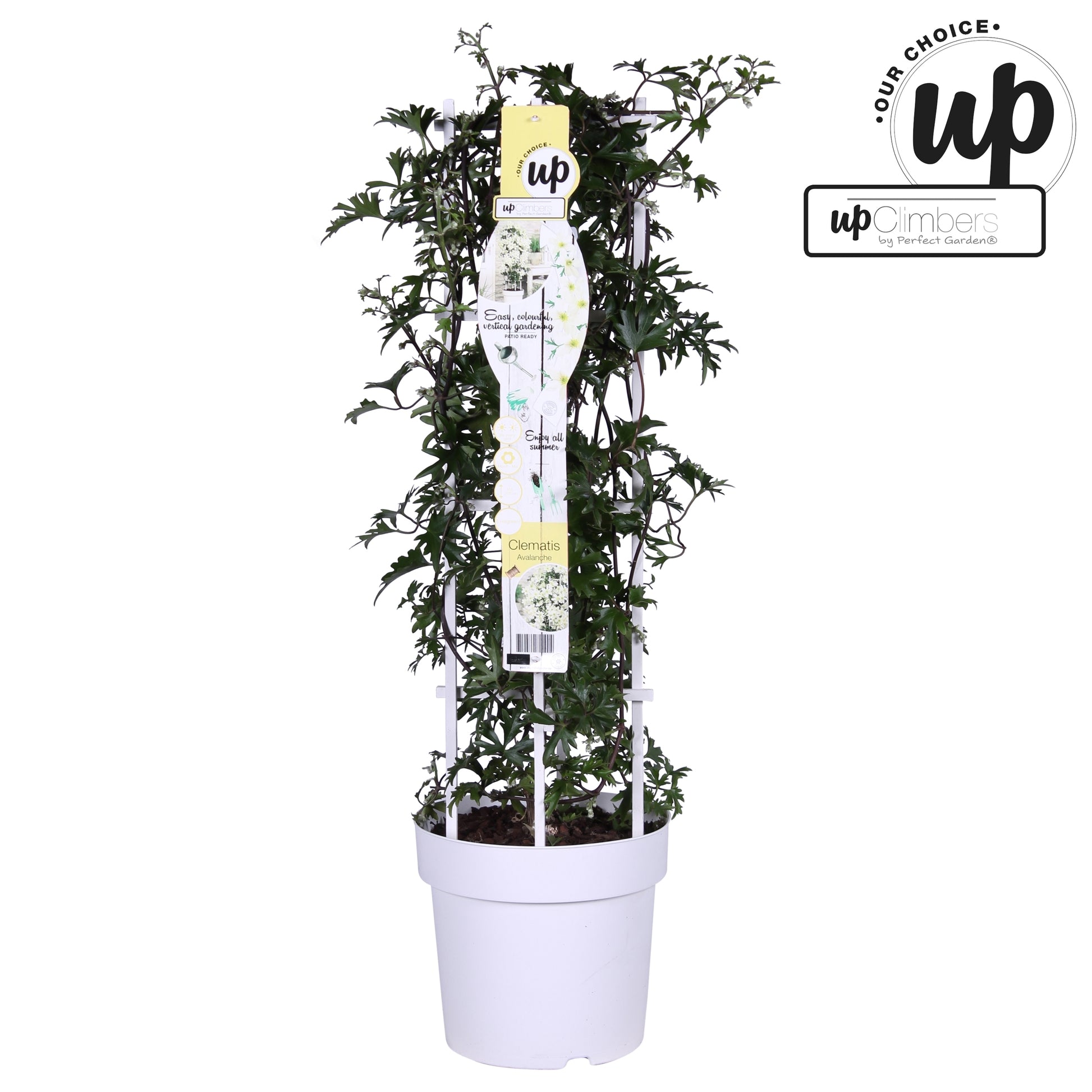 Clematis Avalanche / P23 (5ltr)-Easy Garden Centre