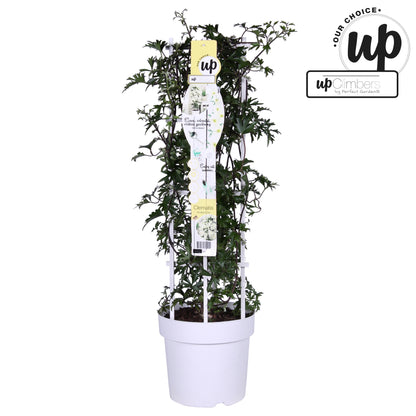 Clematis Avalanche / P23 (5ltr)-Easy Garden Centre