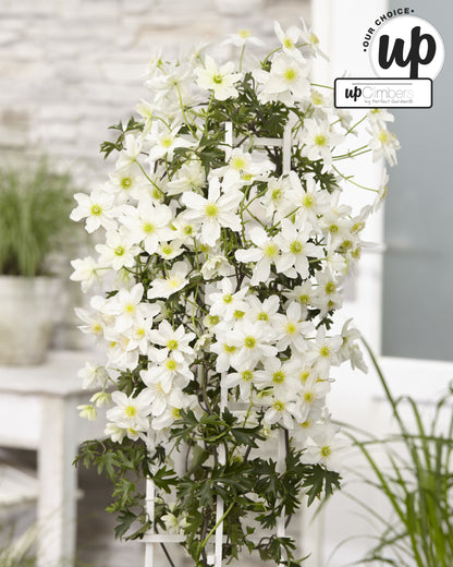 Clematis Avalanche / P23 (5ltr)-Easy Garden Centre