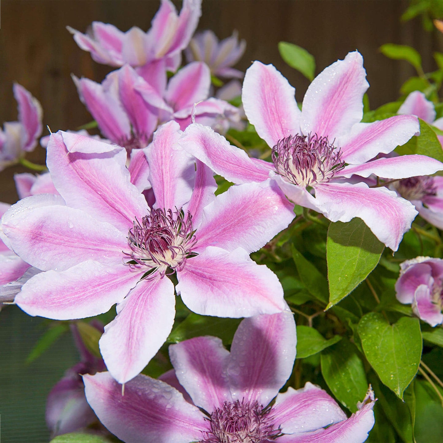 Clematis 'Nelly Moser' / S-pot®(2,25 L)