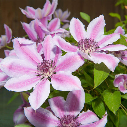 Clematis 'Nelly Moser' / S-pot®(2,25 L)