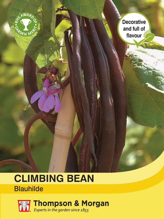 Climbing Bean Blauhilde (unavailable)