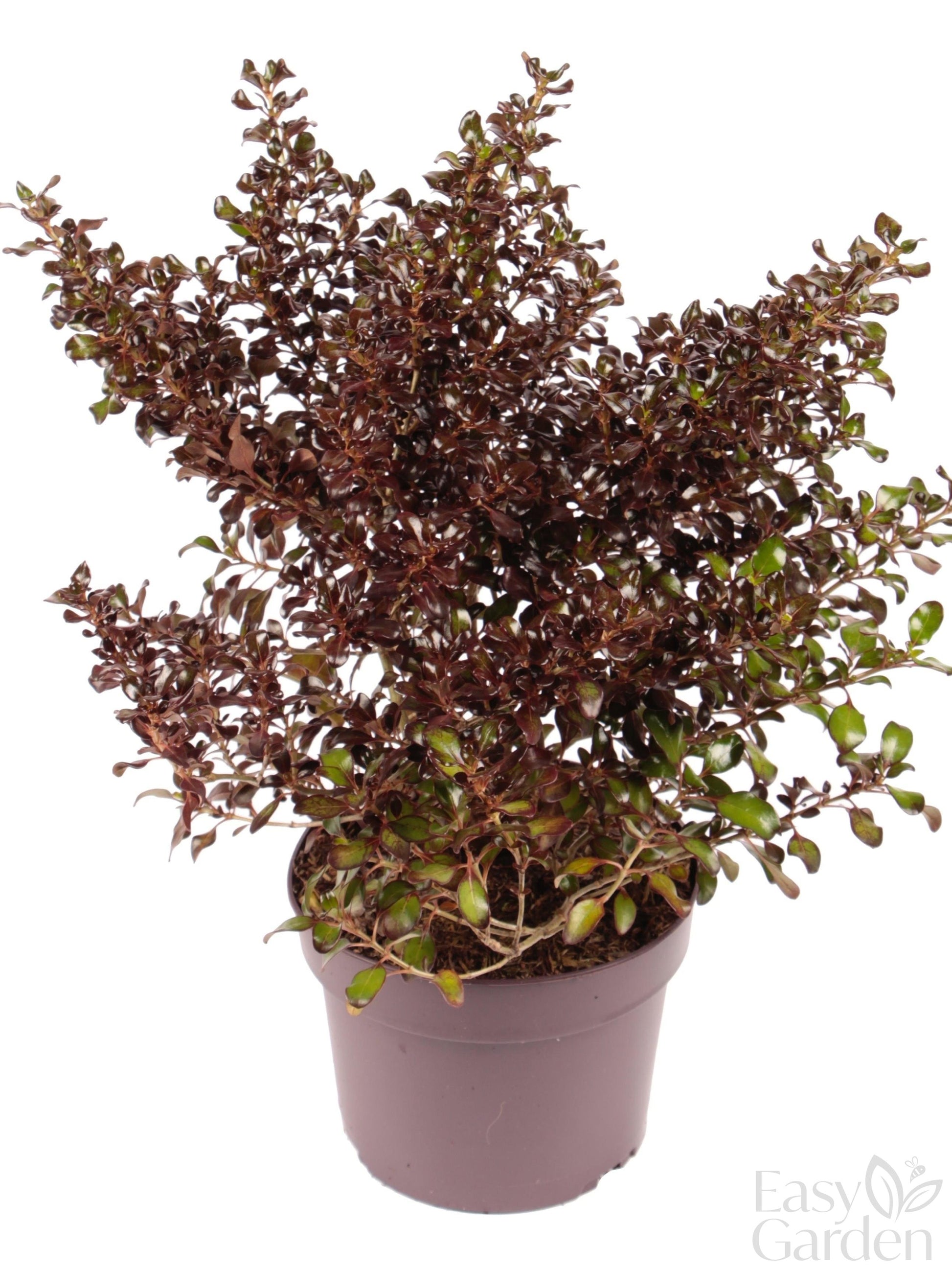 Coprosma 'Chocolate Soldier' / 3.0-litre container 20-25 cm-Easy Garden Centre