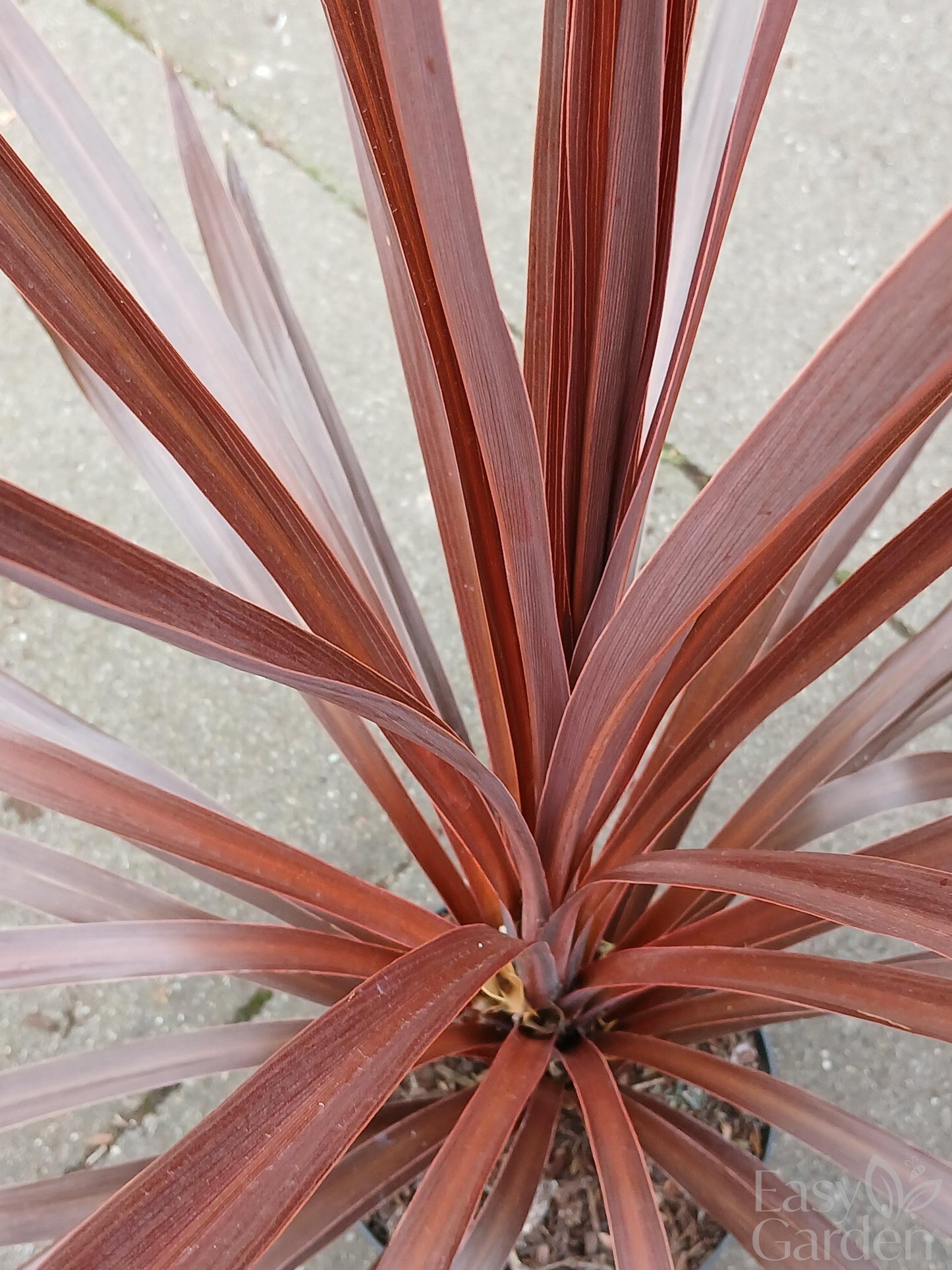 Cordyline Exclusive Mix / P17 (2 LTR) -Easy Garden Centre