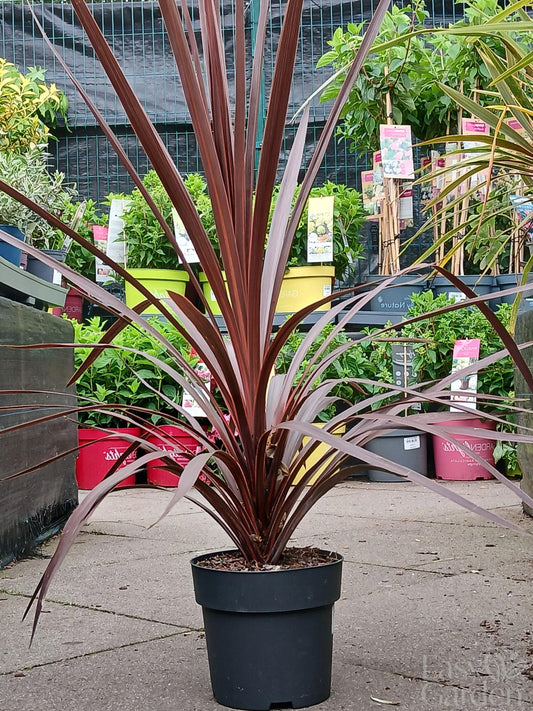 Cordyline Exclusive Mix / P17 (2 LTR) -Easy Garden Centre