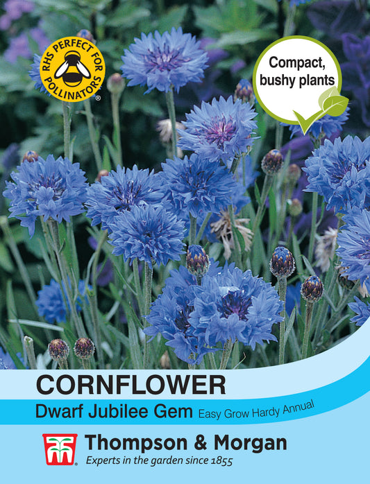 Cornflower Dwarf Jubilee Gem