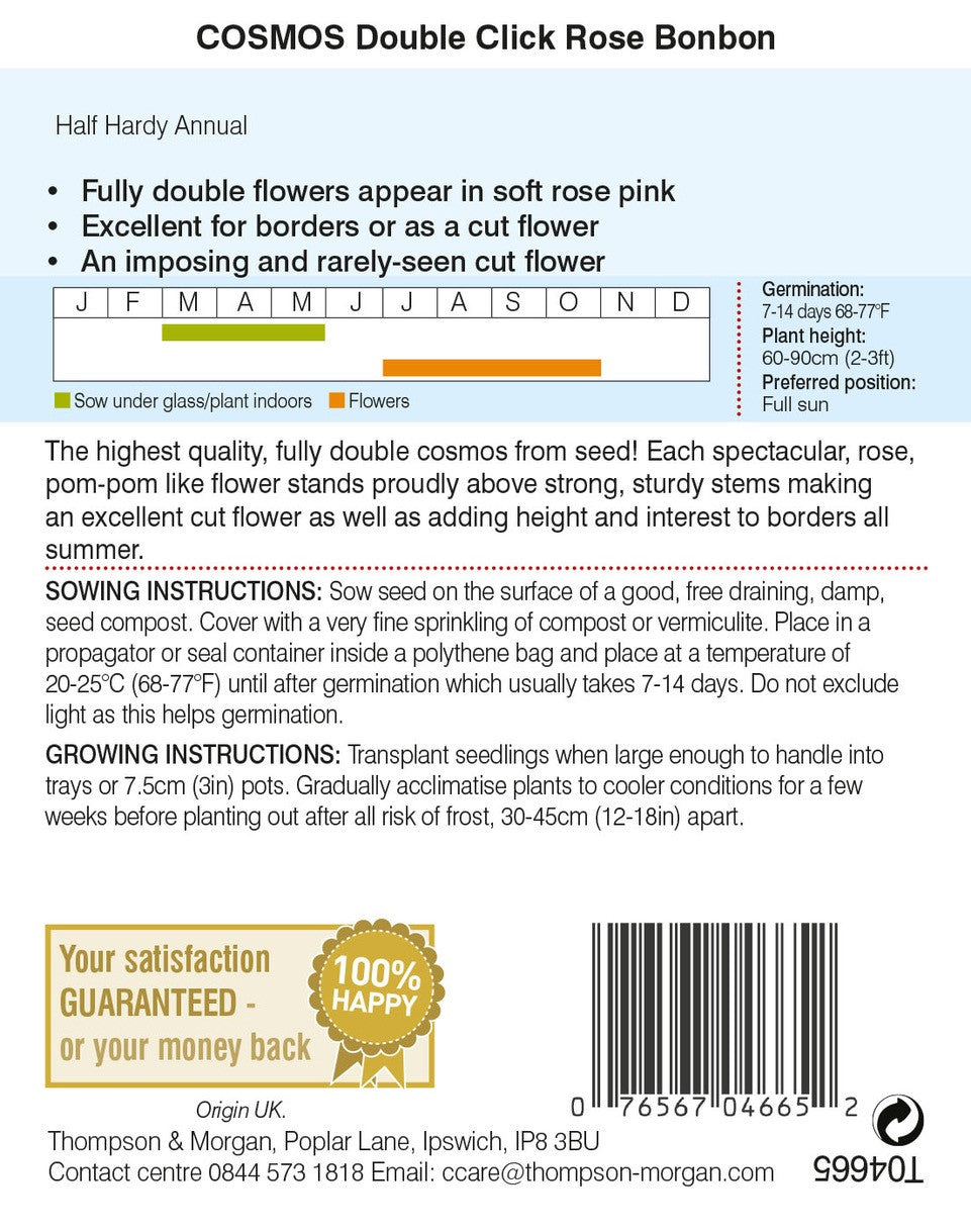 Cosmos Double Click Rose Bonbon