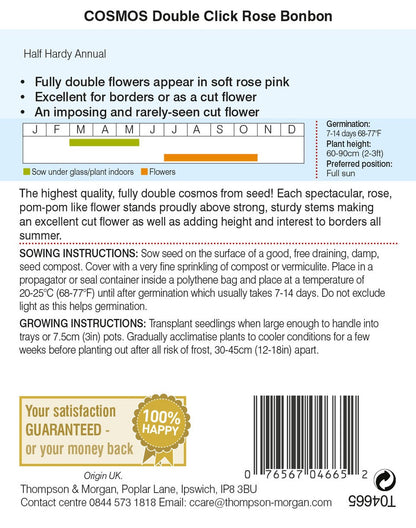 Cosmos Double Click Rose Bonbon