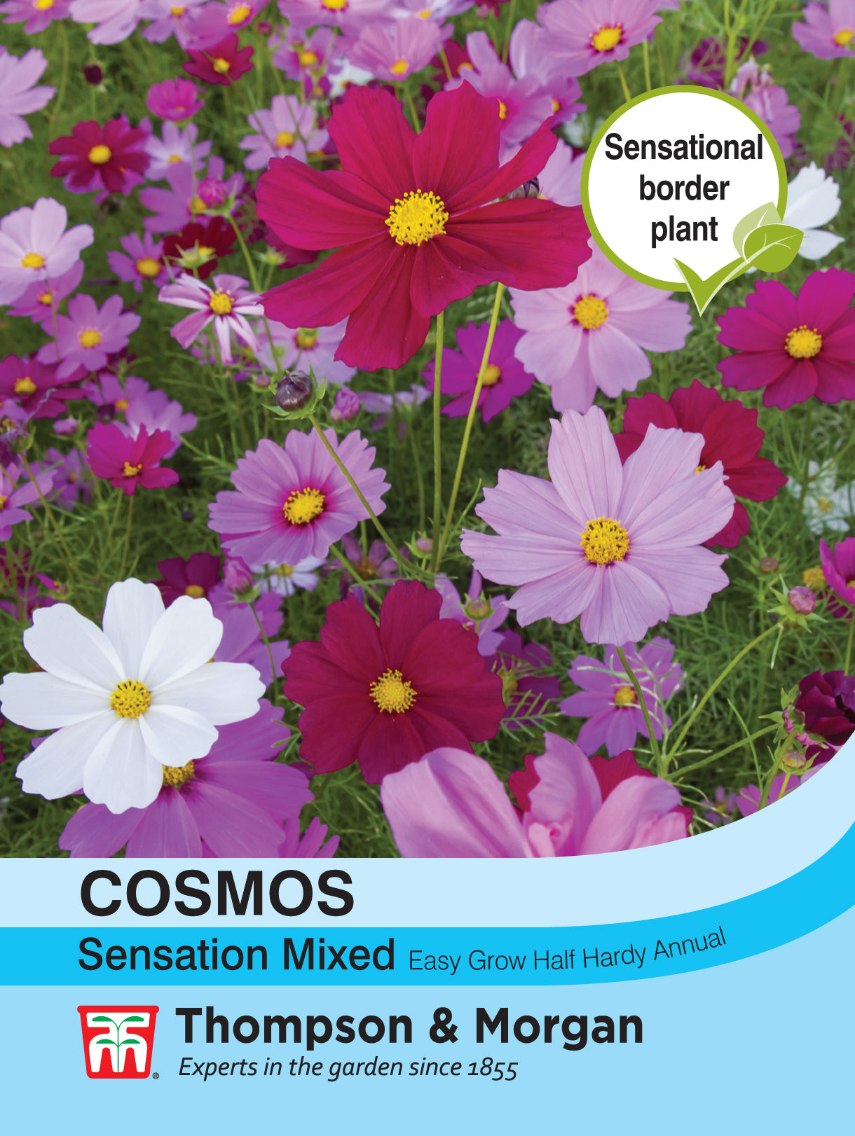 Cosmos Sensation Mixed