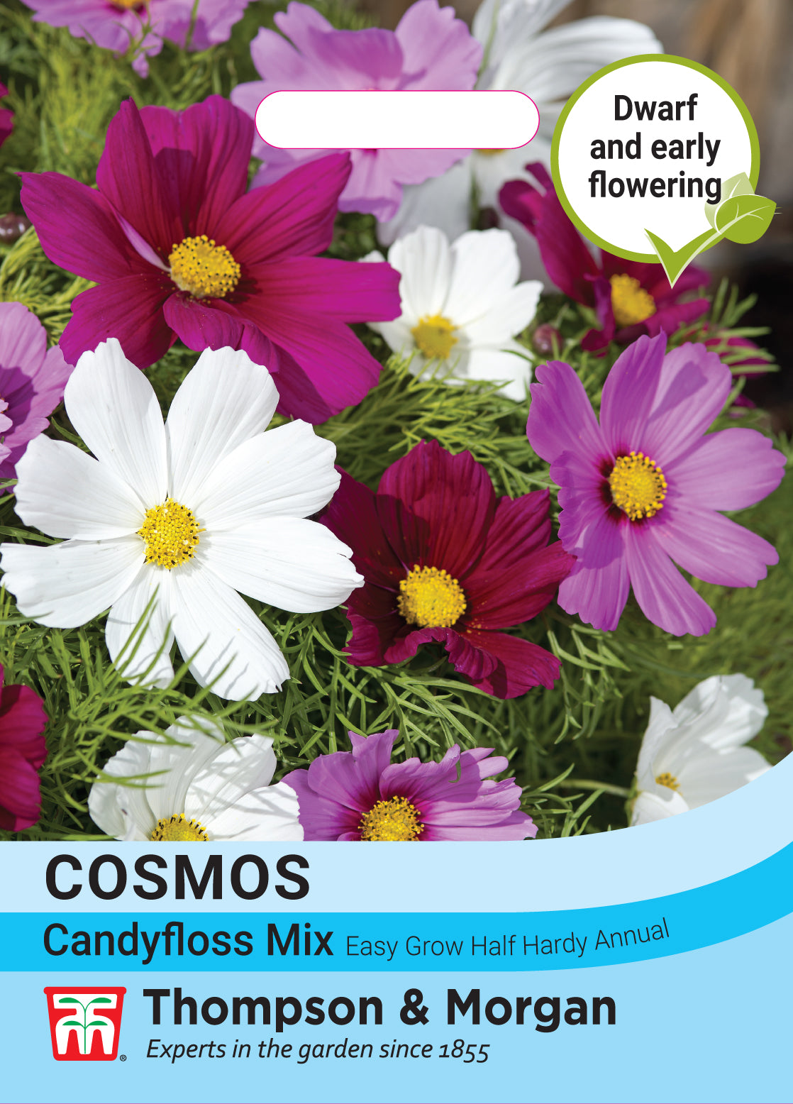 Cosmos bipinnatus Candyfloss Mix