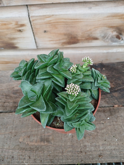 Crassula mix / P12-Easy Garden Centre