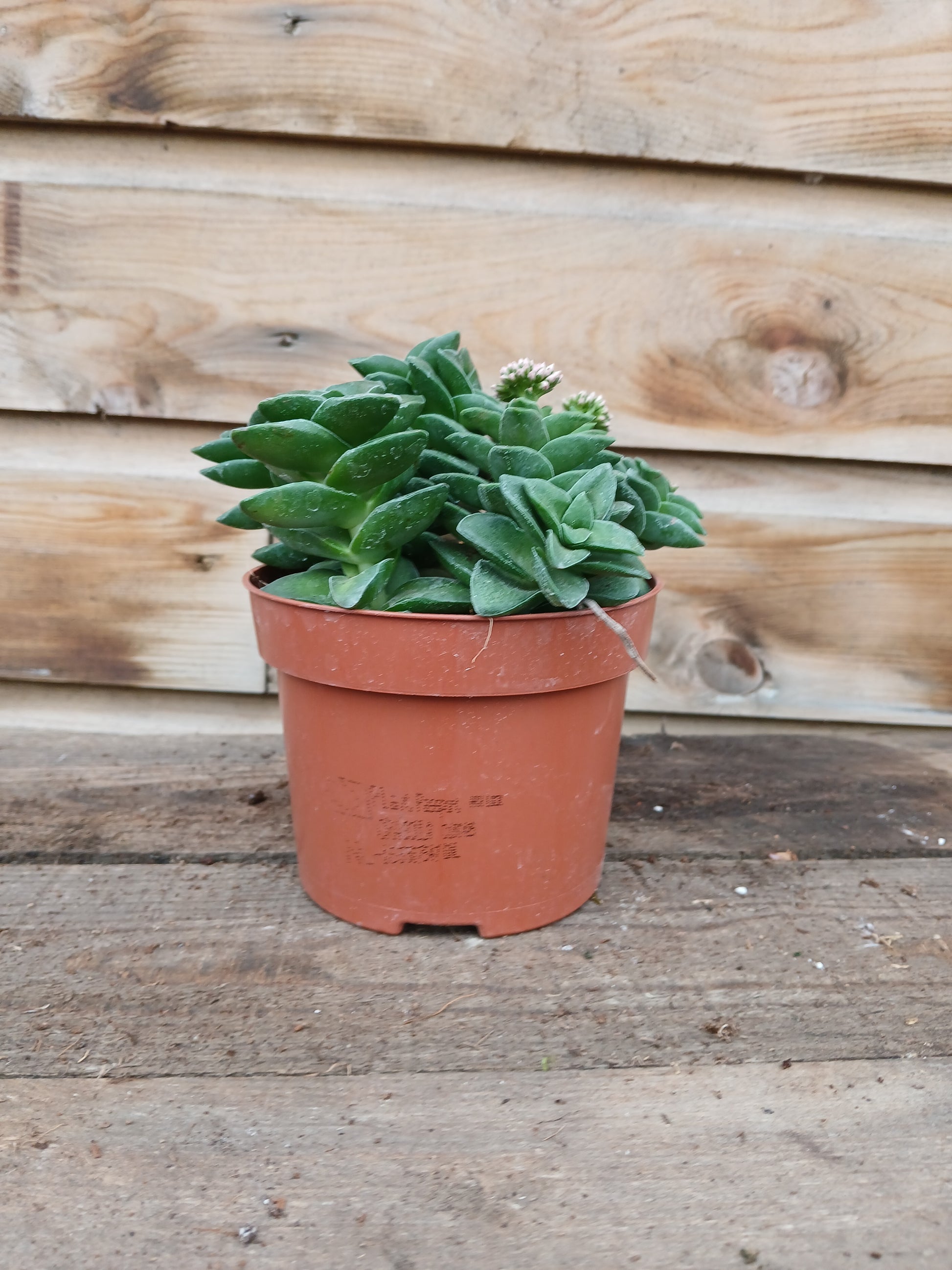 Crassula mix / P12-Easy Garden Centre