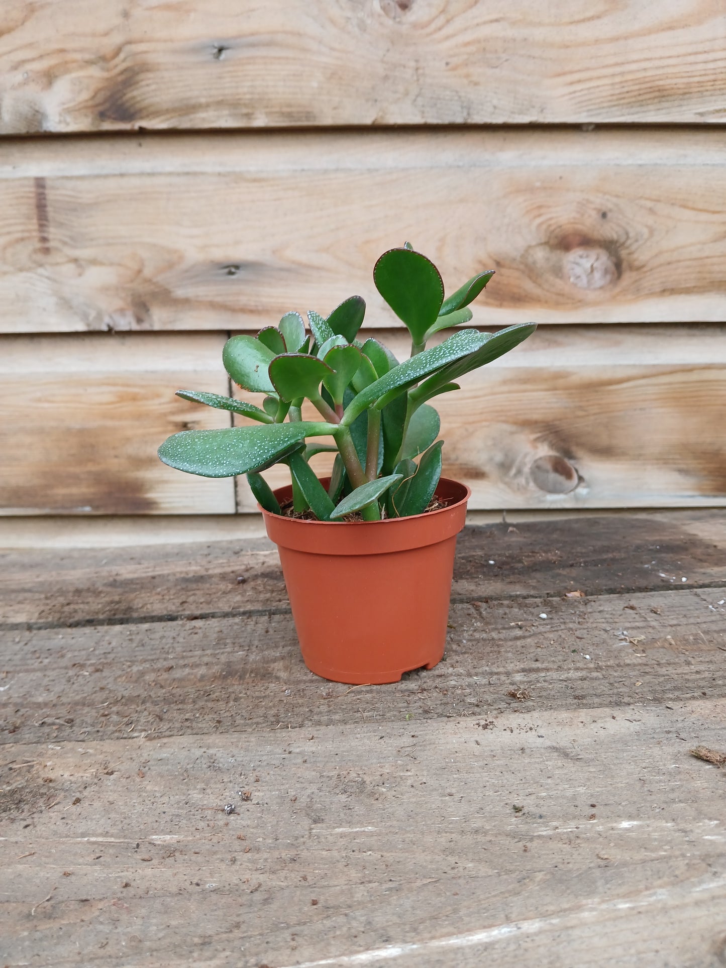 Crassula mix / P8.5-Easy Garden Centre