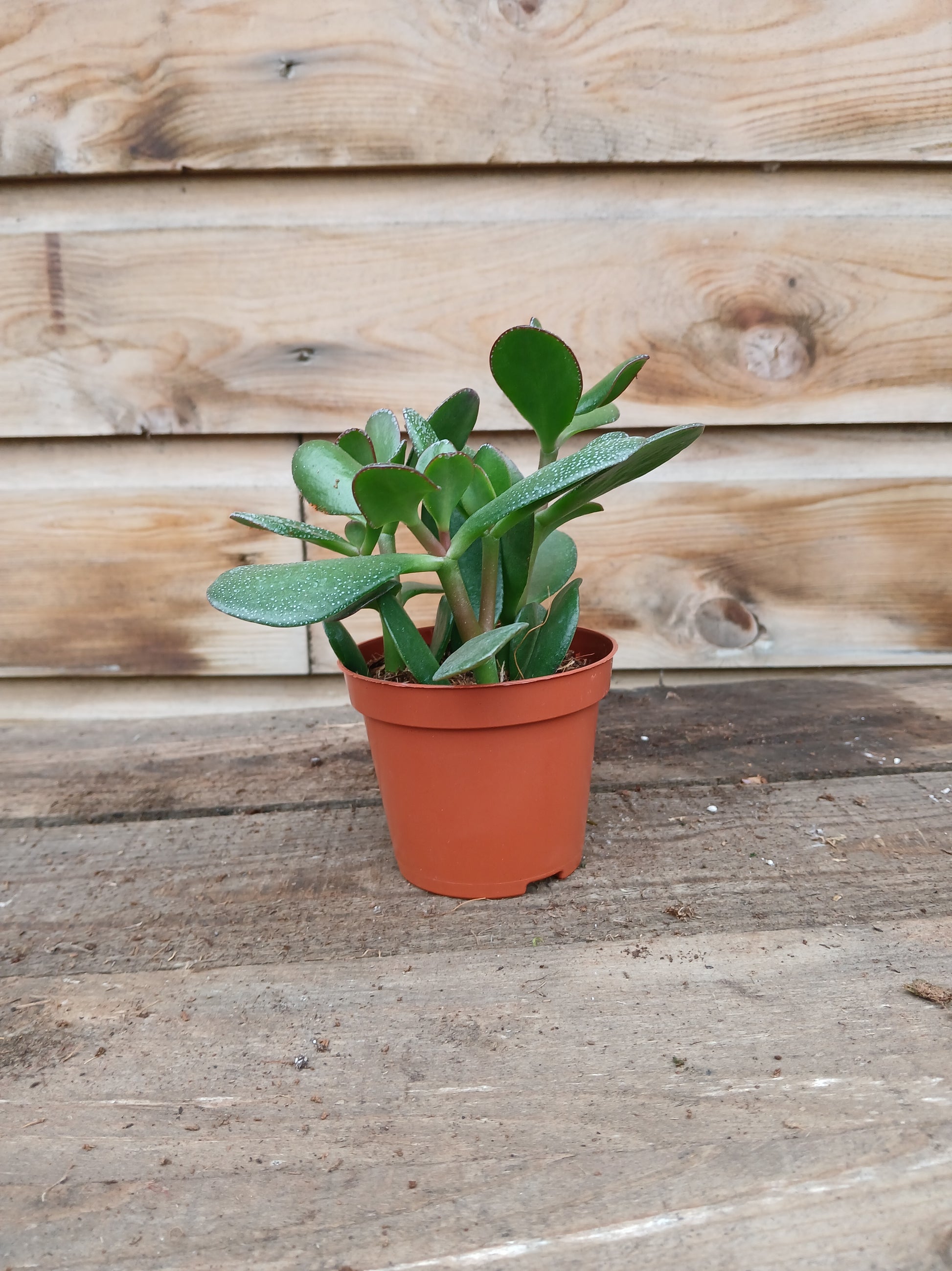 Crassula mix / P8.5-Easy Garden Centre