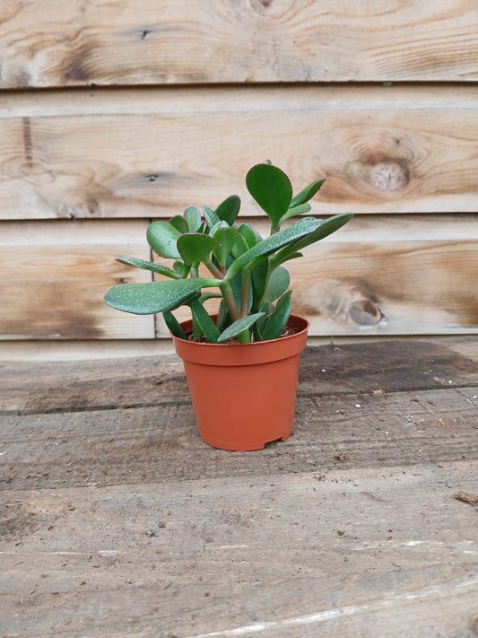 Crassula mix / P8.5-Easy Garden Centre