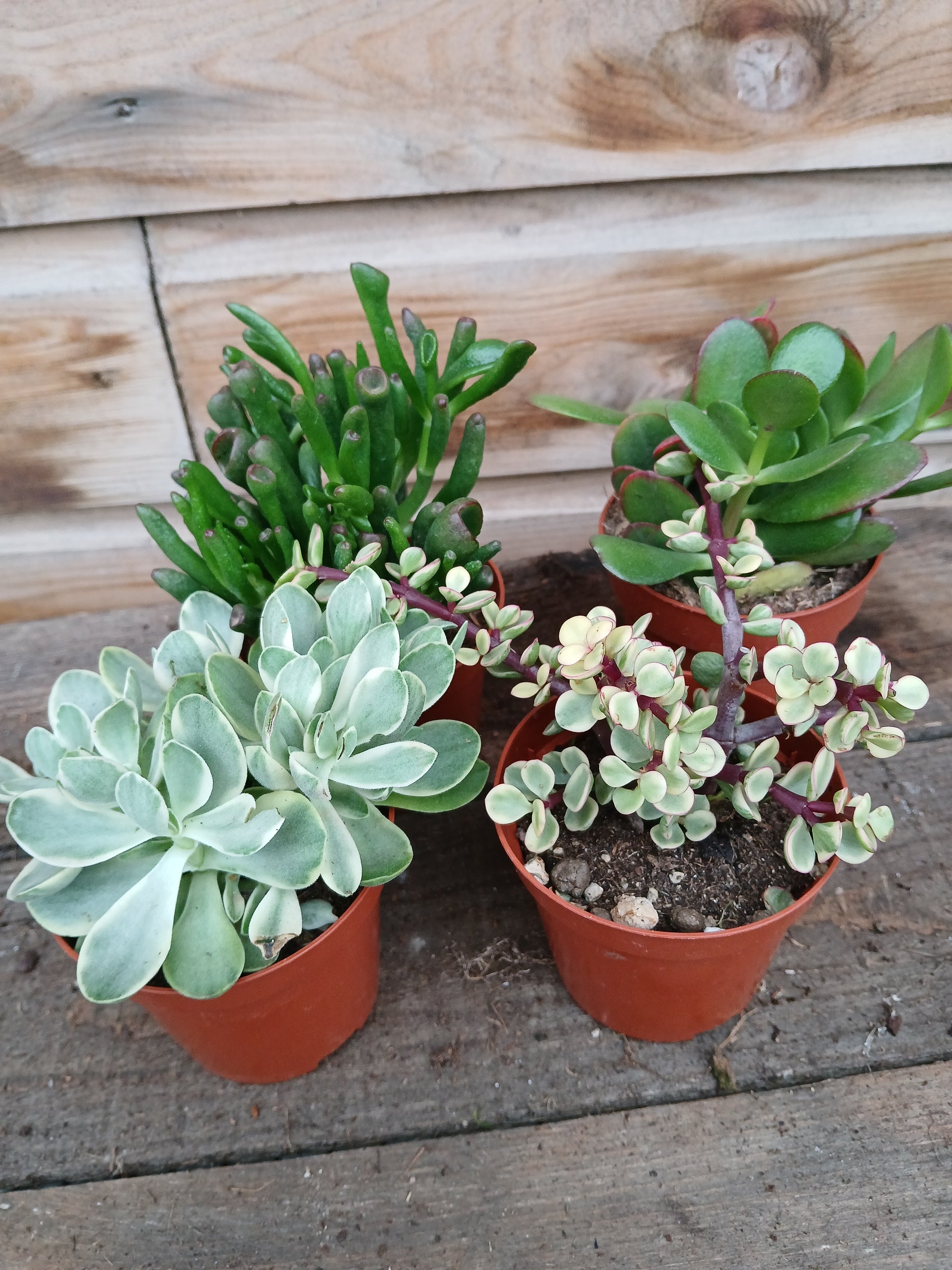 Crassula mix / P9-Easy Garden Centre