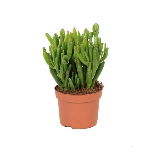 Crassula ovata 'Hobbit' / P12