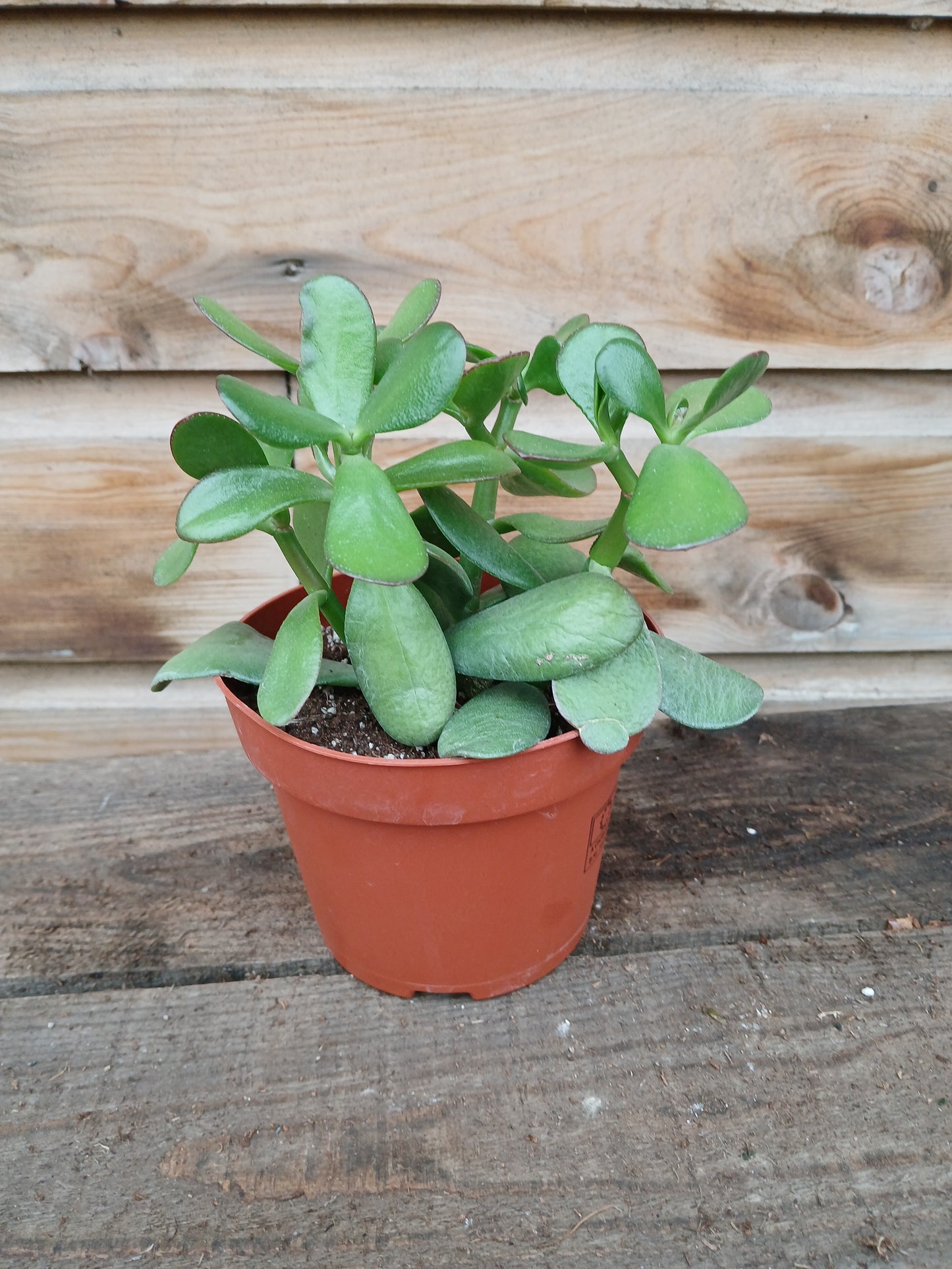 Crassula ovata / P12-Easy Garden Centre