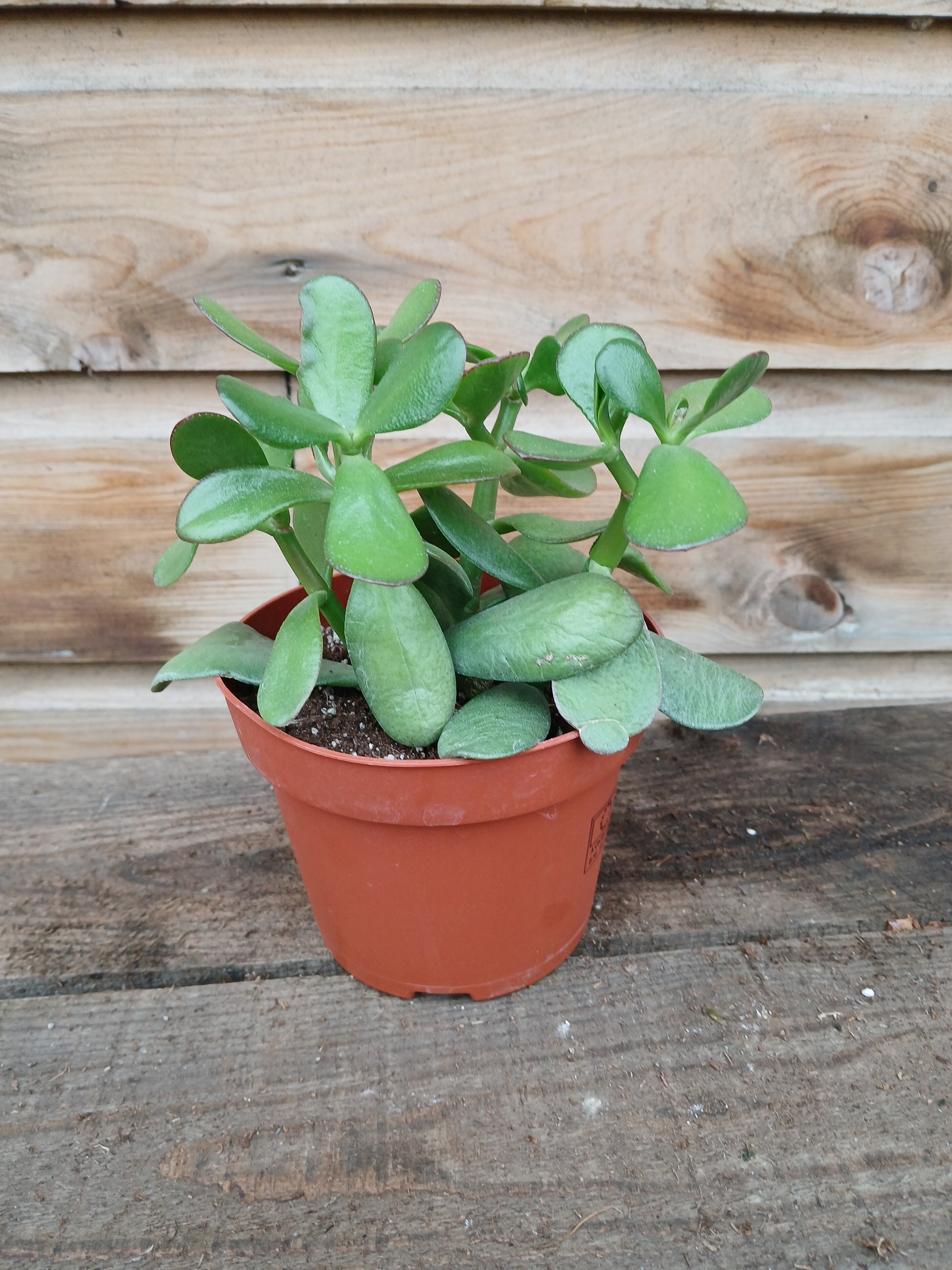 Crassula ovata / P12-Easy Garden Centre