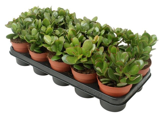 Crassula ovata / P12-Easy Garden Centre