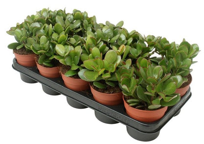 Crassula ovata / P12-Easy Garden Centre
