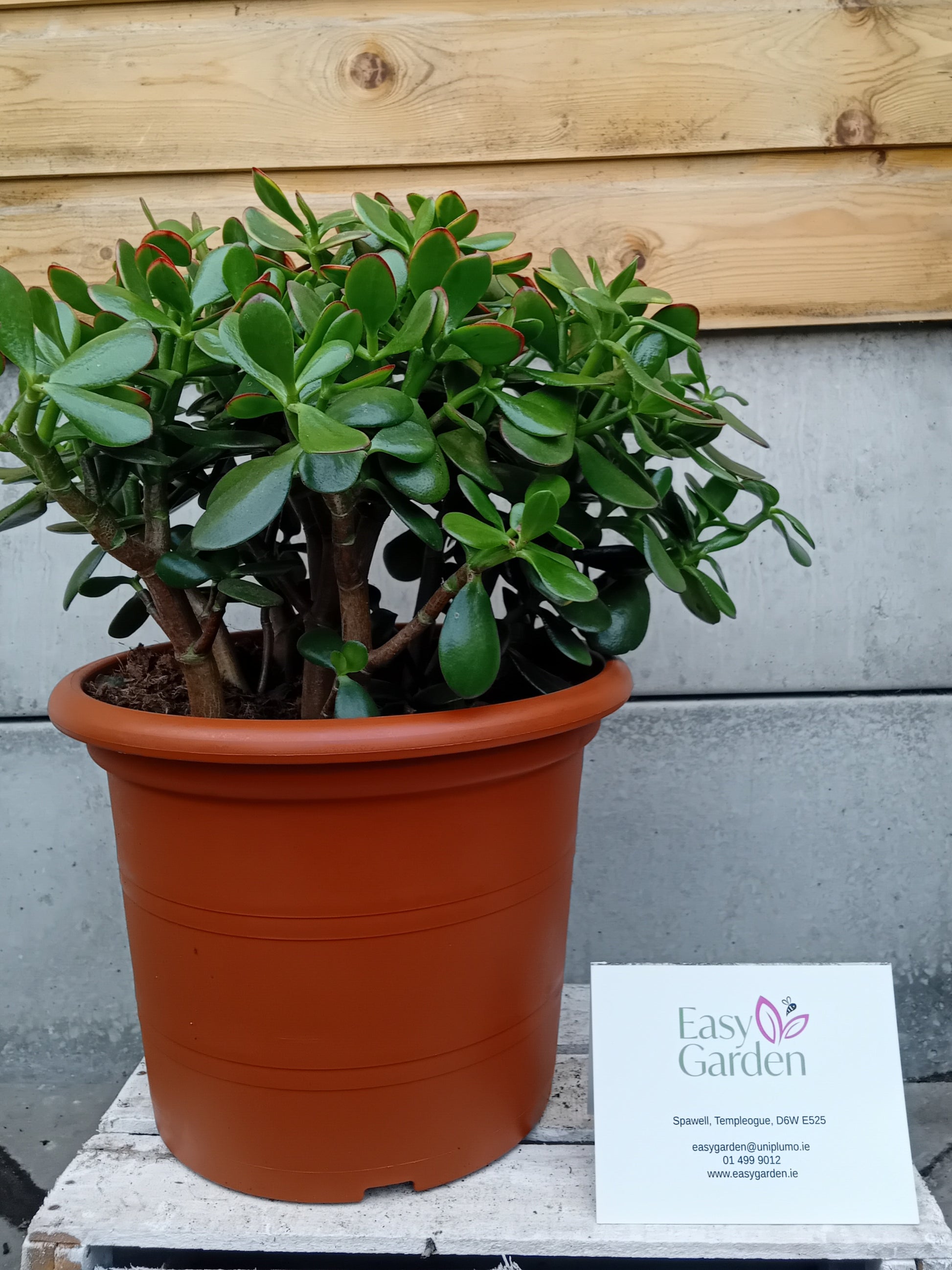 Crassula ovata 'Sunset' / P30-Easy Garden Centre