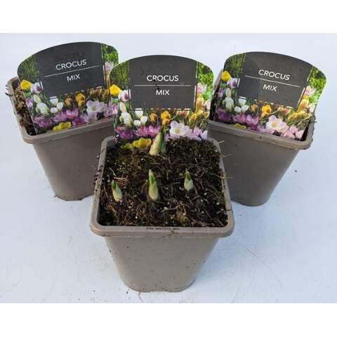 Crocus Mix 1 Ltr