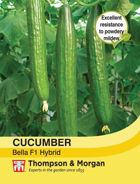 Cucumber Bella