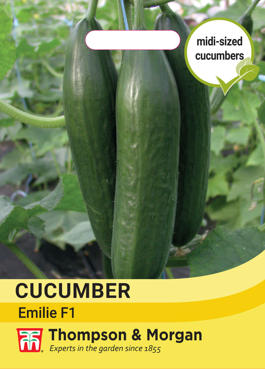 Cucumber Cucumis sativus Emilie F1