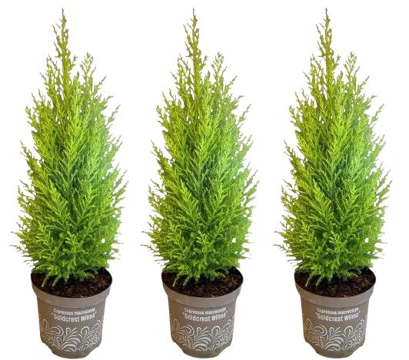 Cupressus m. (Goldcrest) 'Wilma' / P11