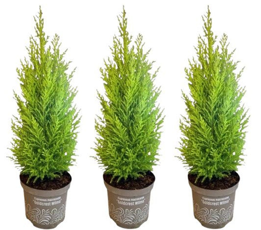 Cupressus m. (Goldcrest) 'Wilma' / P11
