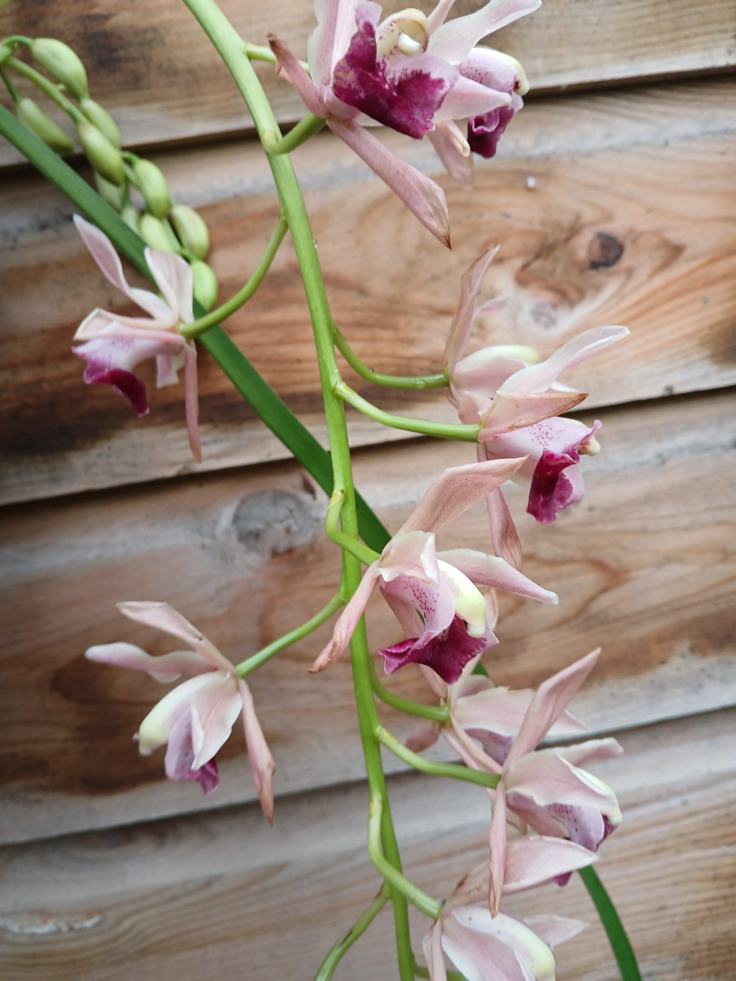 Cymbidium cascade mix / P14 / 2-6 branche-Easy Garden Centre