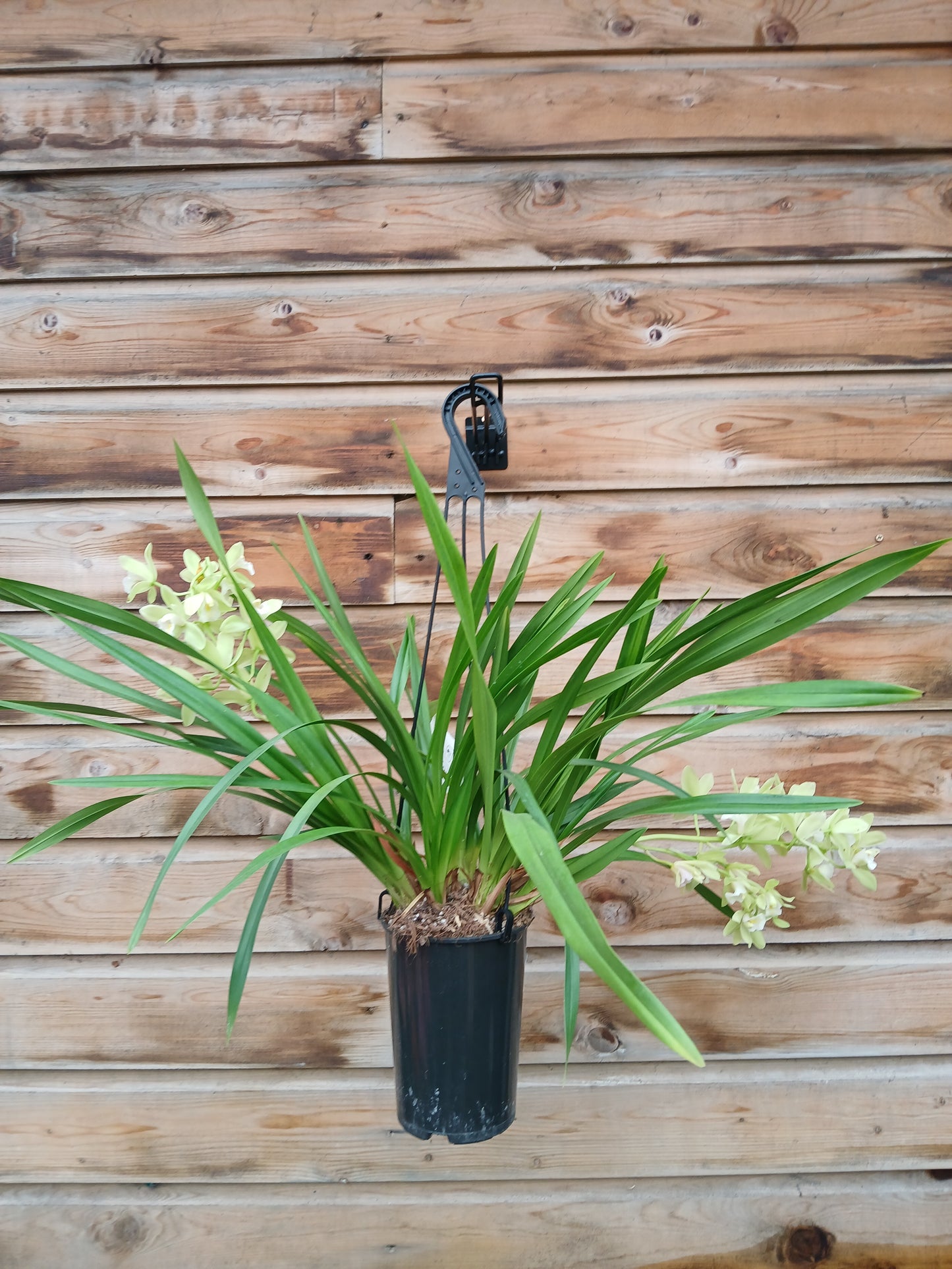 Cymbidium cascade mix / P14 / 2-6 branche-Easy Garden Centre