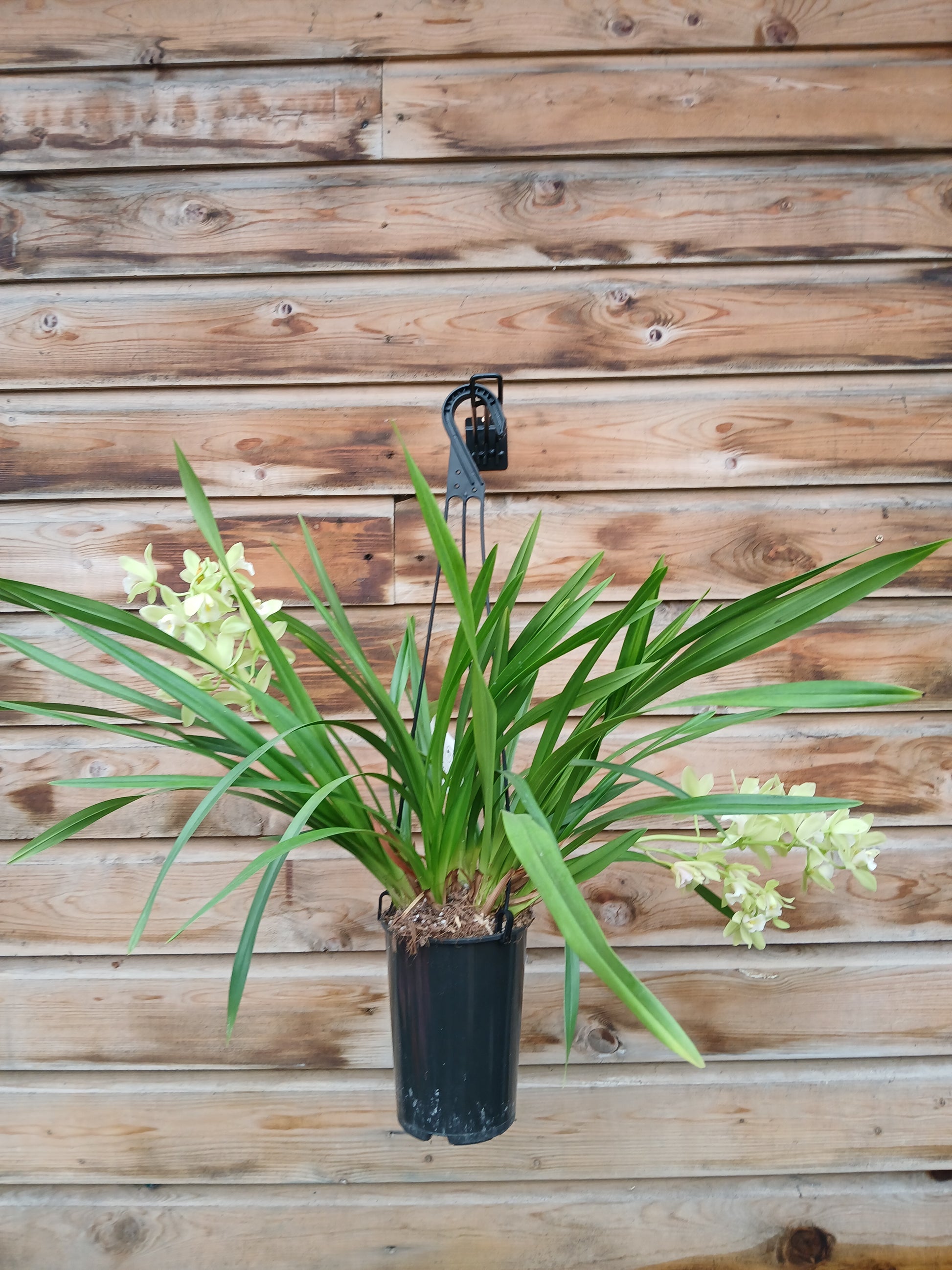 Cymbidium cascade mix / P14 / 2-6 branche-Easy Garden Centre